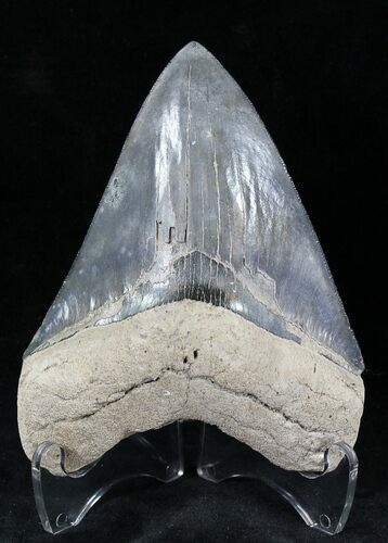 Stunning Megalodon Tooth - Georgia #21874